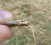 Chorthippus sp.